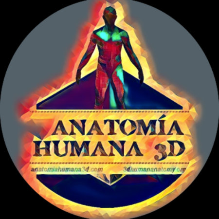 ANTOMÍA HUMANA 3D :: ANATOMÍA ES POSIBLE